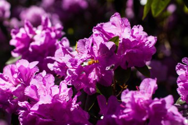 Bir bahar parkında çiçek açan çok renkli rhododendronlar, renk ve renk doygunluğu. 
