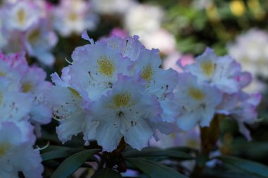 Bir bahar parkında çiçek açan çok renkli rhododendronlar, renk ve renk doygunluğu. 