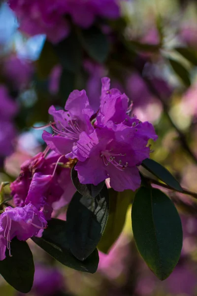 Kvetoucí Pestrobarevné Rododendrony Jarním Parku Nepokoje Barev Sytosti Barev — Stock fotografie