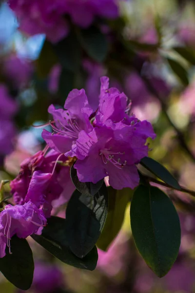 Rododendri Multicolori Fiore Parco Primaverile Tripudio Colori Saturazione Dei Colori — Foto Stock