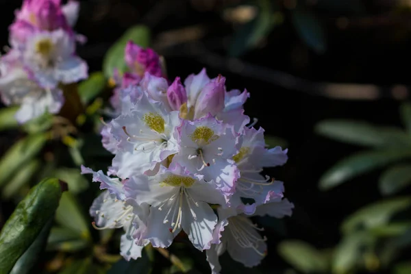 Floraison Rhododendrons Multicolores Dans Parc Printanier Une Émeute Couleurs Saturation — Photo