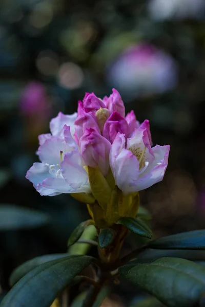 Kvetoucí Pestrobarevné Rododendrony Jarním Parku Nepokoje Barev Sytosti Barev — Stock fotografie