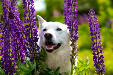 Güzel köpekler, parlak güneşli bir gün, lupin çiçeklerinde..