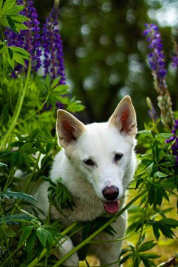 Güzel köpekler, parlak güneşli bir gün, lupin çiçeklerinde..