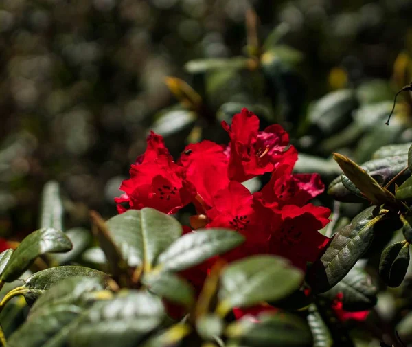 Blühen Vielfarbige Rhododendrons Einem Frühlingspark Ein Aufruhr Von Farben Und — Stockfoto