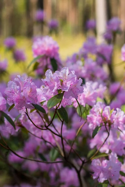 Floraison Rhododendrons Multicolores Dans Parc Printanier Une Émeute Couleurs Saturation — Photo