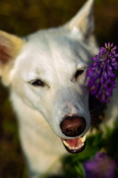 Mooie Honden Heldere Zonnige Dag Lupine Bloemen — Stockfoto