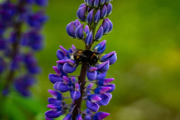 Hermosos Perros Día Soleado Brillante Flores Altramuz — Foto de Stock