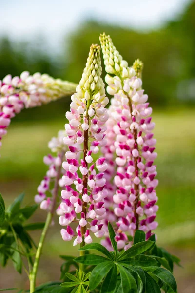 Beaux Chiens Belle Journée Ensoleillée Fleurs Lupin — Photo