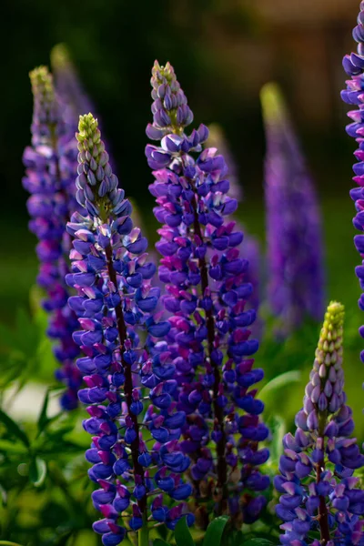 Hermosos Perros Día Soleado Brillante Flores Altramuz — Foto de Stock