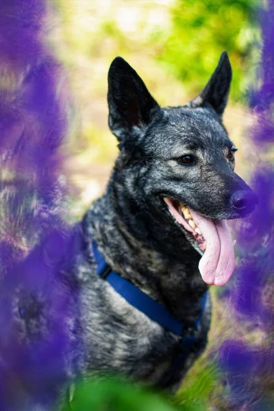 Beautiful Dogs Bright Sunny Day Lupine Flowers — Stock Photo, Image