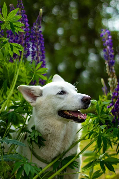 Belos Cães Dia Ensolarado Brilhante Flores Tremoço Fotos De Bancos De Imagens