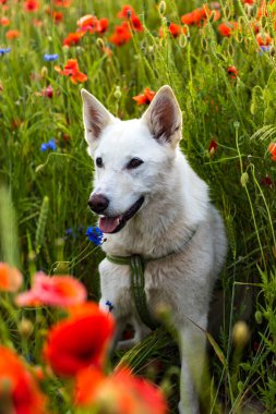 Beyaz köpek güzel, parlak bir tarlada yürür kırmızı gelinciklerle, sıcak bir yaz günü.