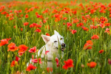 Beyaz köpek güzel, parlak bir tarlada yürür kırmızı gelinciklerle, sıcak bir yaz günü.