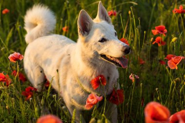 Beyaz köpek güzel, parlak bir tarlada yürür kırmızı gelinciklerle, sıcak bir yaz günü.