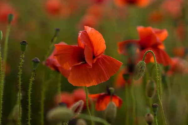 Beau Champ Lumineux Avec Des Coquelicots Rouges Fleurs Chaude Journée — Photo