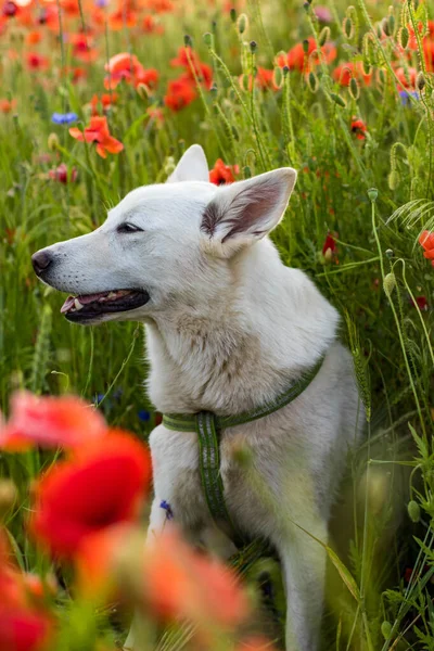Cão Branco Caminha Belo Campo Brilhante Com Papoulas Vermelhas Florescendo — Fotografia de Stock