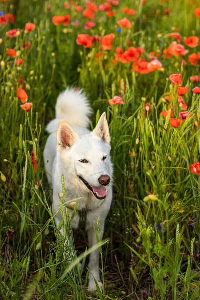Den Vita Hunden Går Ett Vackert Ljust Fält Med Blommande — Stockfoto