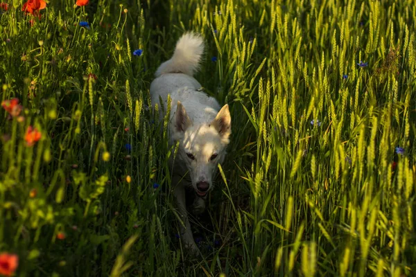 Cão Branco Caminha Belo Campo Brilhante Com Papoulas Vermelhas Florescendo — Fotografia de Stock