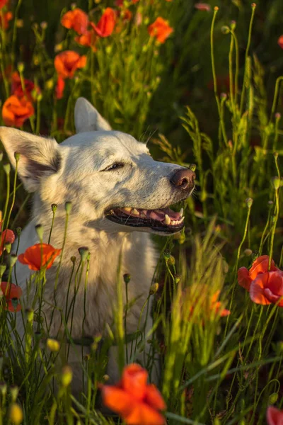 这只白狗走在一个美丽而明亮的田野里 长着盛开的红罂粟 是一个阳光灿烂的炎炎夏日 — 图库照片
