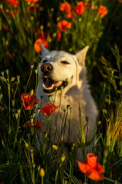 Cão Branco Caminha Belo Campo Brilhante Com Papoulas Vermelhas Florescendo — Fotografia de Stock