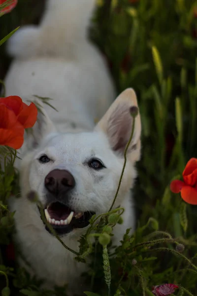 White Dog Walks Beautiful Bright Field Blooming Red Poppies Hot — Stock Photo, Image