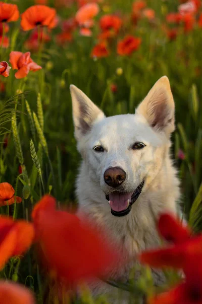 Witte Hond Loopt Een Prachtig Helder Veld Met Bloeiende Rode — Stockfoto