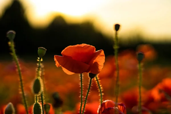 Schöne Helle Feld Mit Blühenden Roten Mohn Heißen Sommer Sonnigen — Stockfoto