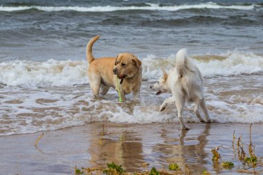 Beyaz köpek, güçlü rüzgar, sahil, büyük dalgalar, sıcak yaz, eğlenceli yürüyüş, top oyunu, çok su, deniz kumu