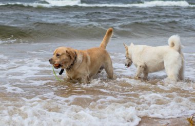 Beyaz köpek sahilde yürüyor, güçlü rüzgar, büyük dalgalar.,