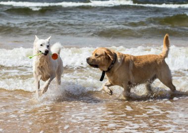 Beyaz köpek sahilde yürüyor, güçlü rüzgar, büyük dalgalar, top oyunu