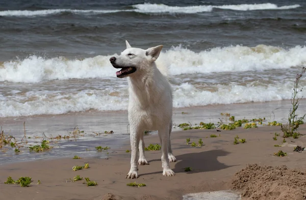 Perro Blanco Paseando Por Playa Fuerte Viento Grandes Olas —  Fotos de Stock