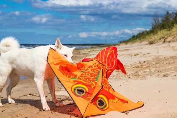 White dog walking along the beach, strong wind, big waves, kite