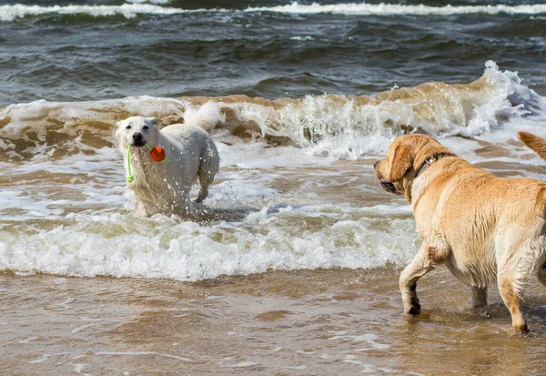 Witte Hond Wandelen Langs Het Strand Sterke Wind Grote Golven — Stockfoto