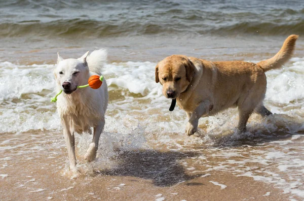 Perro Blanco Paseando Por Playa Fuerte Viento Olas Grandes Juego —  Fotos de Stock