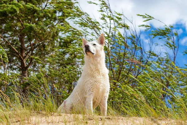 Beyaz Köpek Sahilde Yürüyor Güçlü Rüzgar Büyük Dalgalar — Stok fotoğraf