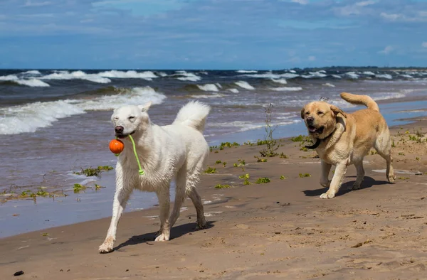 Cão Branco Caminhando Longo Praia Vento Forte Ondas Grandes Jogo Fotos De Bancos De Imagens