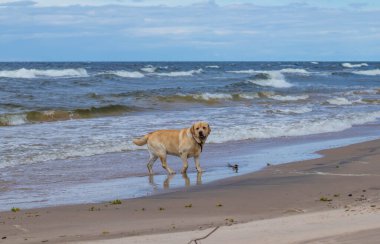 Neşeli, iyi huylu bir Labrador, kumsalda yürüyor, güneşli bir günün tadını çıkarıyor, rüzgar kulaklarını hareket ettiriyor..
