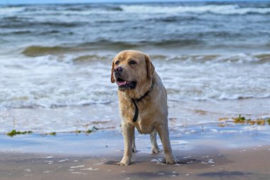 Neşeli, iyi huylu bir Labrador, kumsalda yürüyor, güneşli bir günün tadını çıkarıyor, rüzgar kulaklarını hareket ettiriyor..