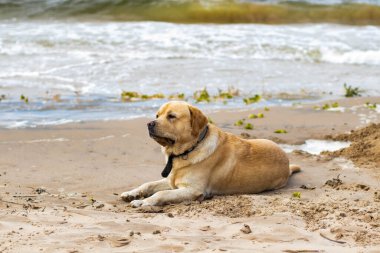 Neşeli, iyi huylu bir Labrador, kumsalda yürüyor, güneşli bir günün tadını çıkarıyor, rüzgar kulaklarını hareket ettiriyor..