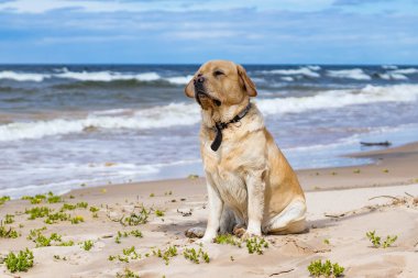 Neşeli, iyi huylu bir Labrador, kumsalda yürüyor, güneşli bir günün tadını çıkarıyor, rüzgar kulaklarını hareket ettiriyor..