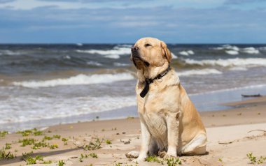 Neşeli, iyi huylu bir Labrador, kumsalda yürüyor, güneşli bir günün tadını çıkarıyor, rüzgar kulaklarını hareket ettiriyor..