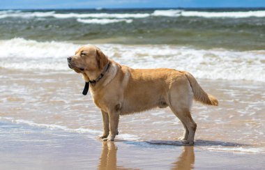 Neşeli, iyi huylu bir Labrador, kumsalda yürüyor, güneşli bir günün tadını çıkarıyor, rüzgar kulaklarını hareket ettiriyor..