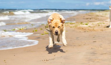 Neşeli, iyi huylu bir Labrador, kumsalda yürüyor, güneşli bir günün tadını çıkarıyor, rüzgar kulaklarını hareket ettiriyor..