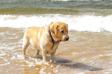 Neşeli, iyi huylu bir Labrador, kumsalda yürüyor, güneşli bir günün tadını çıkarıyor, rüzgar kulaklarını hareket ettiriyor..