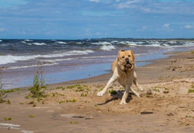 Neşeli, iyi huylu bir Labrador, kumsalda yürüyor, güneşli bir günün tadını çıkarıyor, rüzgar kulaklarını hareket ettiriyor..