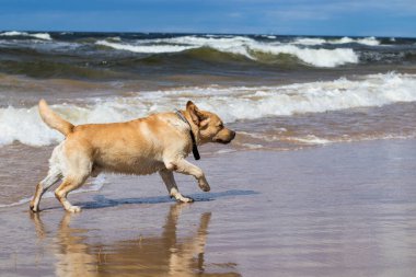 Neşeli, iyi huylu bir Labrador, kumsalda yürüyor, güneşli bir günün tadını çıkarıyor, rüzgar kulaklarını hareket ettiriyor..