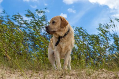 Neşeli, iyi huylu bir Labrador, kumsalda yürüyor, güneşli bir günün tadını çıkarıyor, rüzgar kulaklarını hareket ettiriyor..
