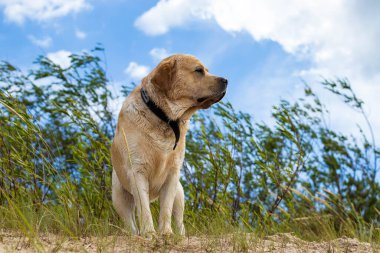 Neşeli, iyi huylu bir Labrador, kumsalda yürüyor, güneşli bir günün tadını çıkarıyor, rüzgar kulaklarını hareket ettiriyor..
