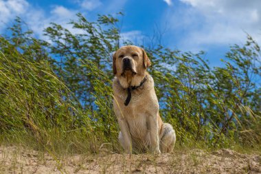 Neşeli, iyi huylu bir Labrador, kumsalda yürüyor, güneşli bir günün tadını çıkarıyor, rüzgar kulaklarını hareket ettiriyor..
